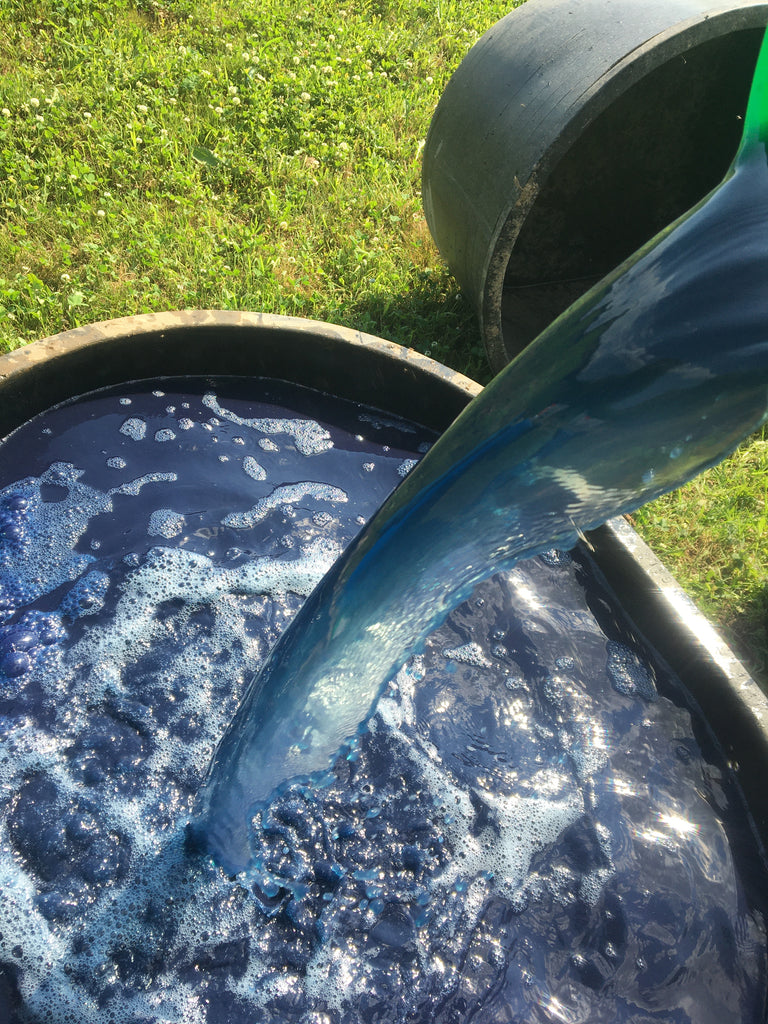 Indigo First Harvest 2020: Step 3