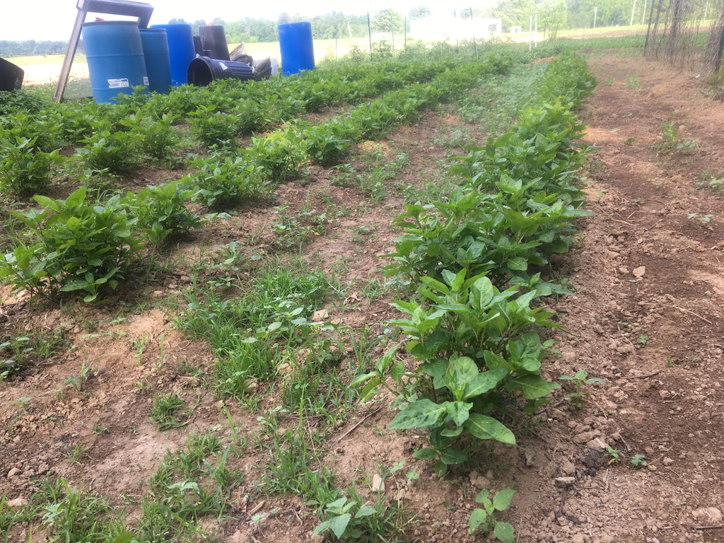 Indigo: From Transplant to Harvest