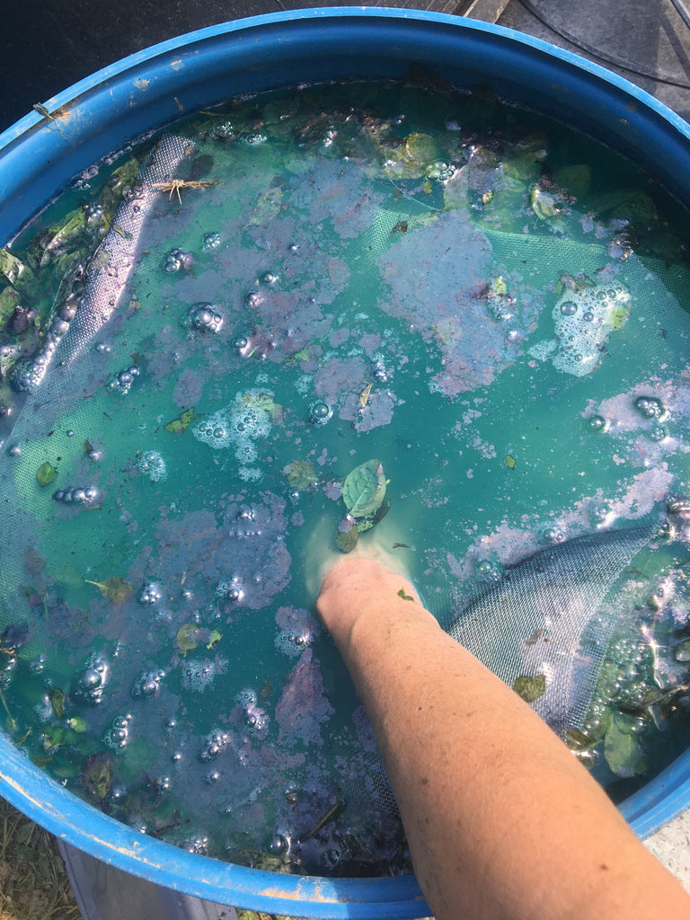 Indigo First Harvest 2020: Step 2