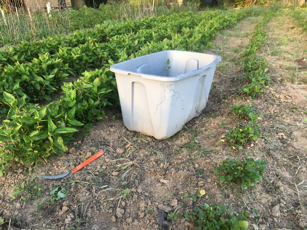 Indigo First Harvest 2020: Step 1