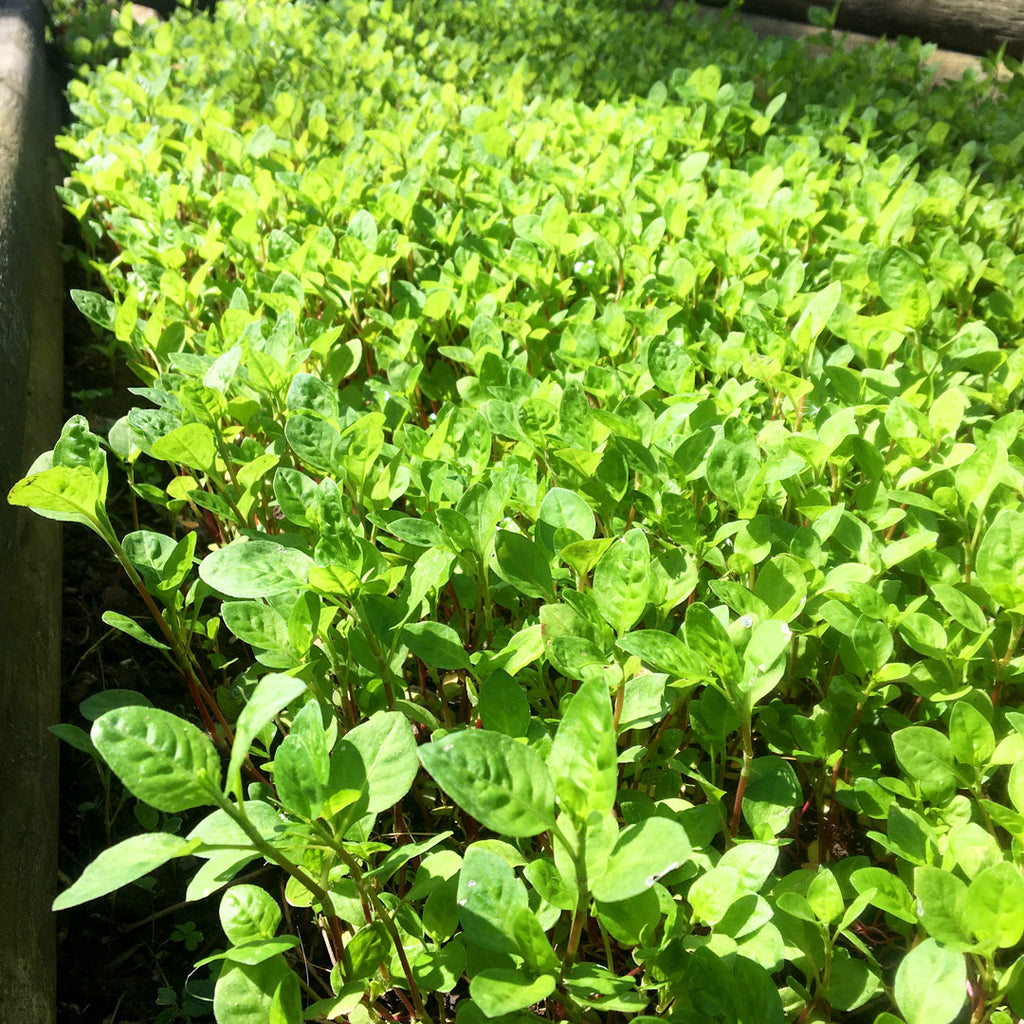 Indigo Transplanting Time