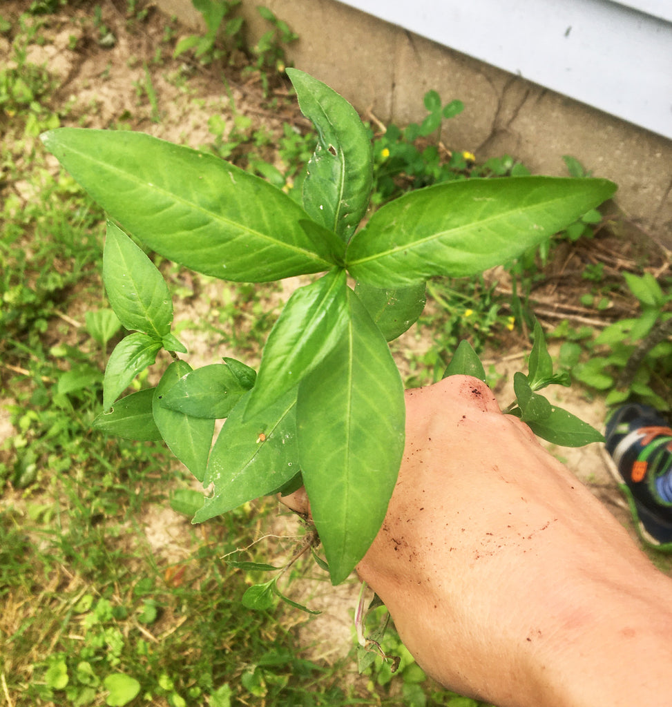 Indigo or Smartweed?