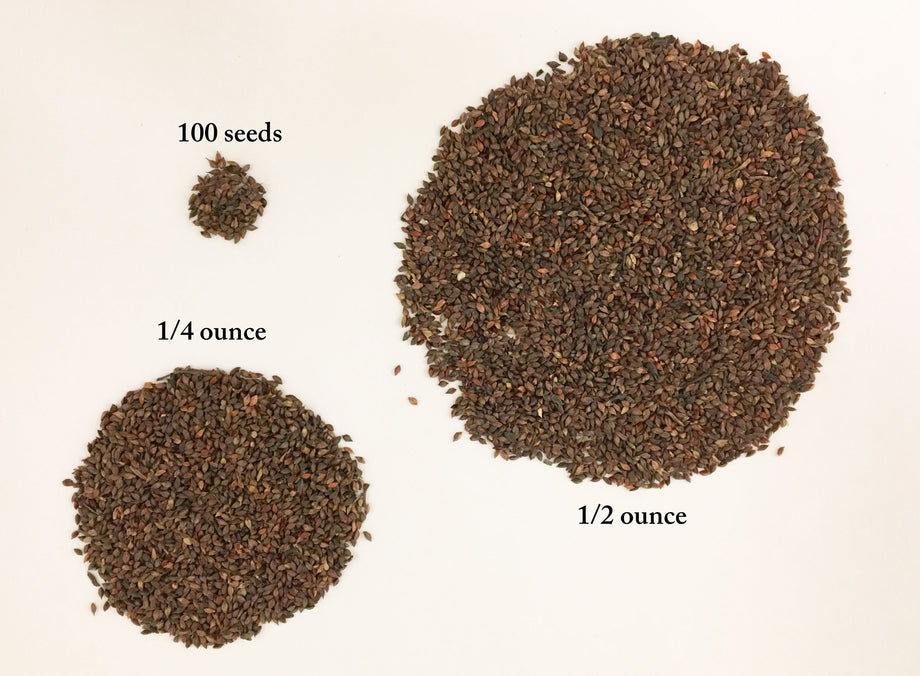 indigo plant seeds online Japanese Indigo Seeds – Shiny Dime Fibers